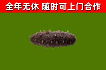 绥化市烟酒回收干海参.jpg